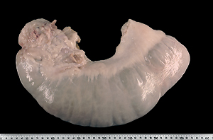 Fig. 8a